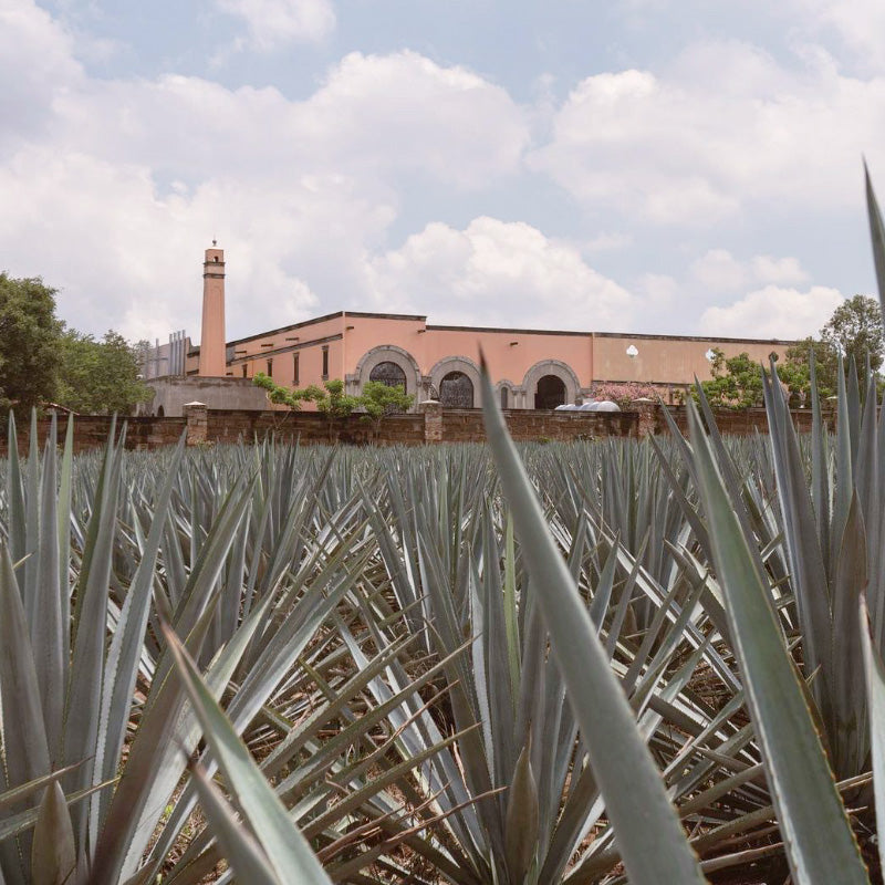 Cava de Oro Rosé Tequila