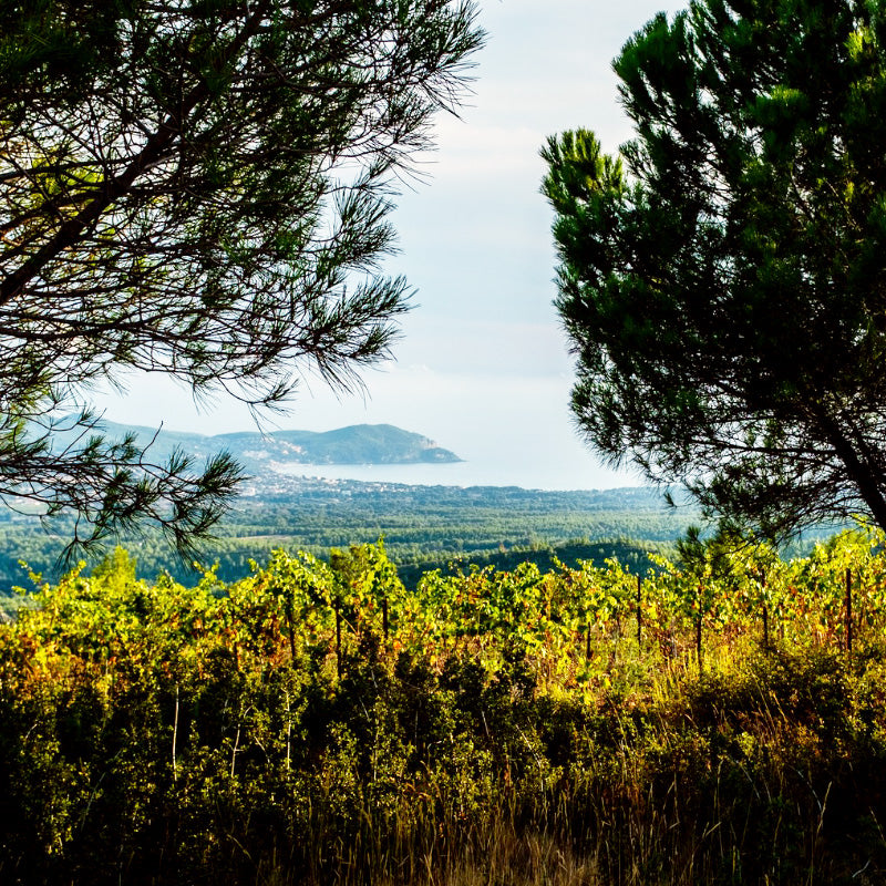 Domaine de la Bégude - Bandol Rosé BIO