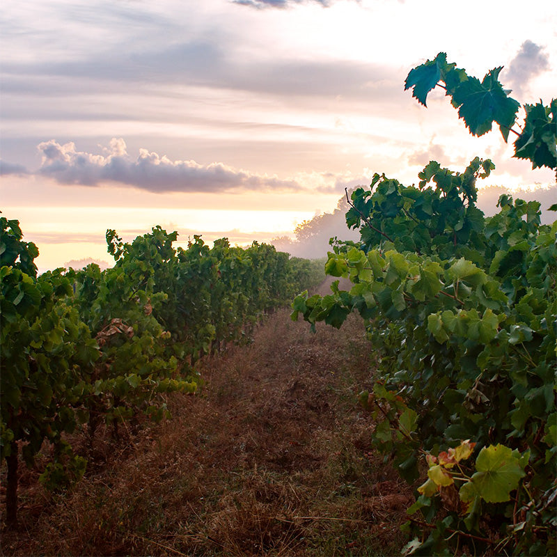 Domaine De La Mongestine - Bob Singlar Rosé BIO