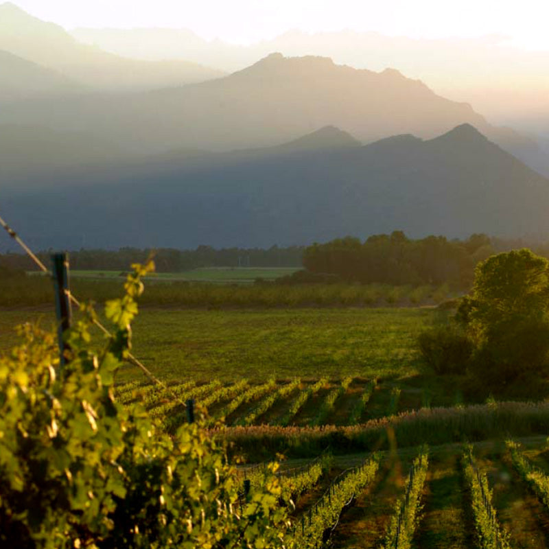 Pinia Rosé - Corsica