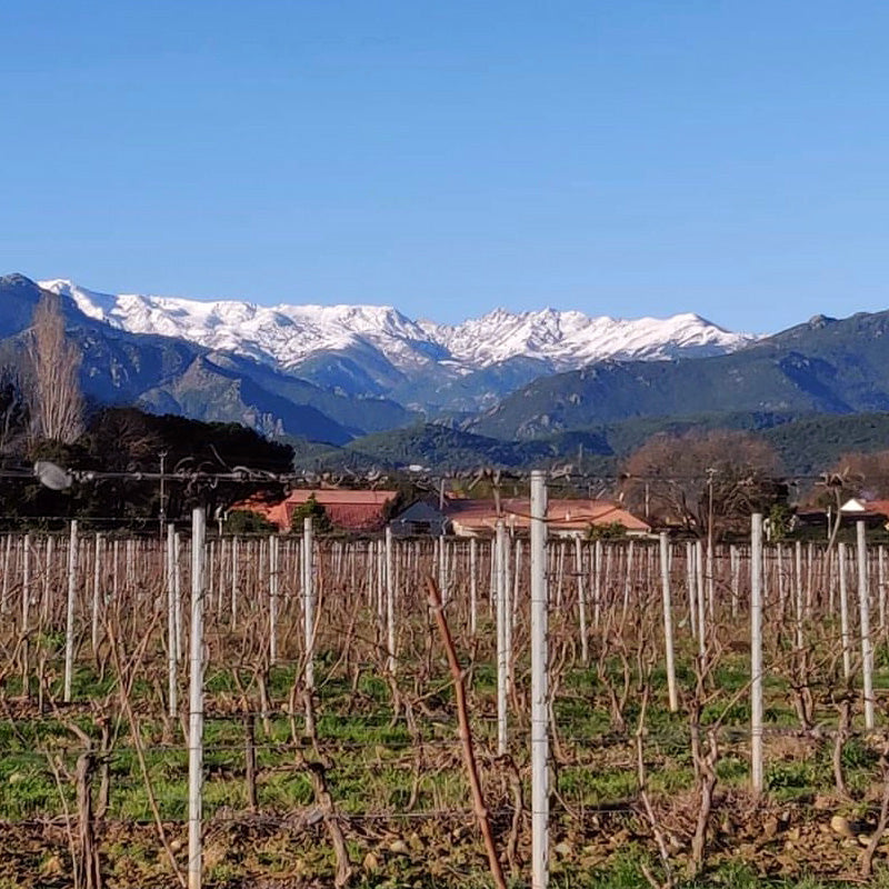 Pinia Rosé - Corsica