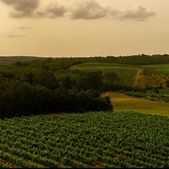 Château Peyrassol - 1204 Rosé