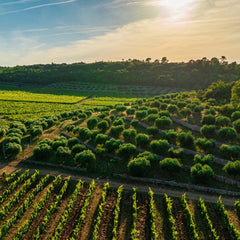 Château Peyrassol Rosé BIO