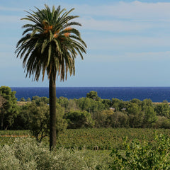 Château Galoupet - G de Galoupet Rosé BIO