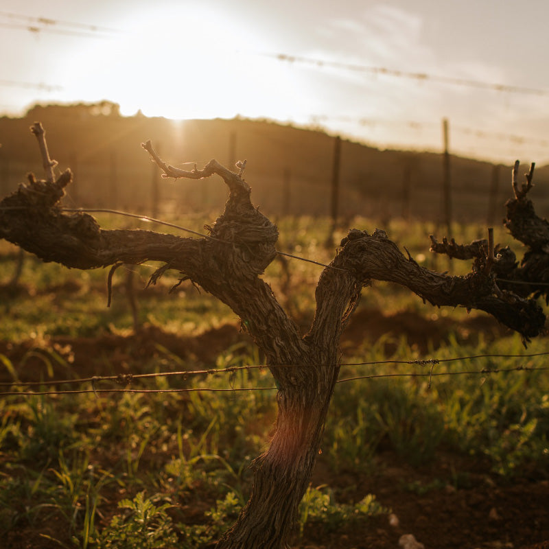 Pinia Rosé - Corsica - Buy Online – Club Lavender