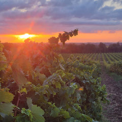 Pinia Rosé - Corsica