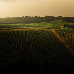 Château Peyrassol - 1204 Rosé