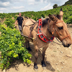 Gérard Bertrand - Clos du Temple BIO