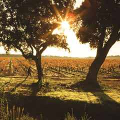 Château Léoube - Rosé de Léoube BIO